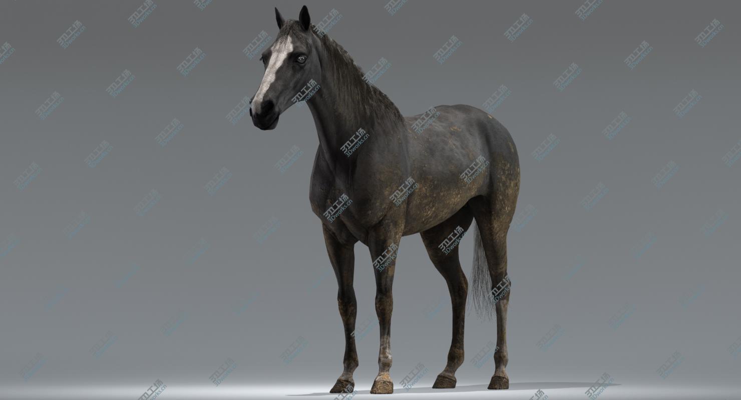 images/goods_img/202104022/Horse (Black) (Rigged) 3D model/5.jpg